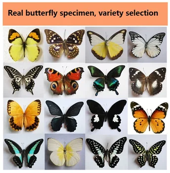 16 Видове природни екземпляри пеперуди не са инсталирани художествени материали смесени цвят Le Papillon декорация на дома си САМ