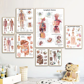 Осем Системи Диаграма на Човешкото тяло Пропагандният Плакат Платно Картина на Стената Художествени Плакати, Картини За Декорация Клиника на Болницата